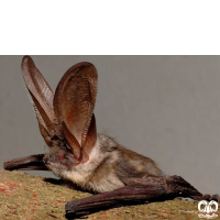 گونه خفاش گوش بلند کوهستانی Mountain Long-eared Bat 